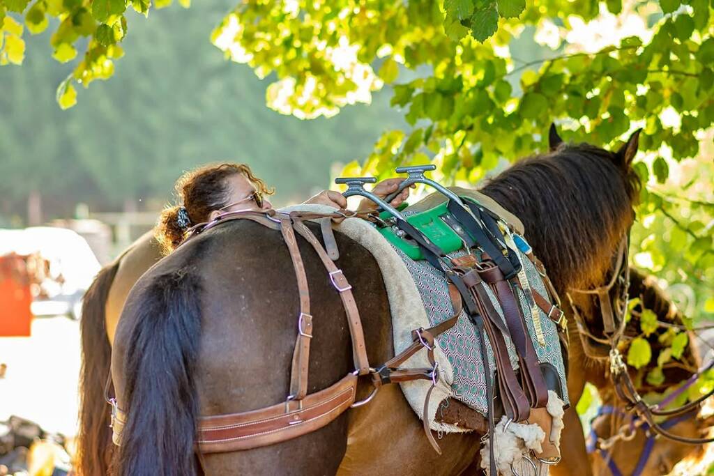 Voyager avec son cheval – Niveau 2